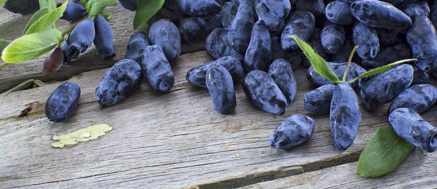 fruit bushes cultivation of American blueberry Kamchatka berry buy seedlings Poland
