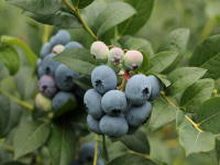 fruit bushes growing american blueberries