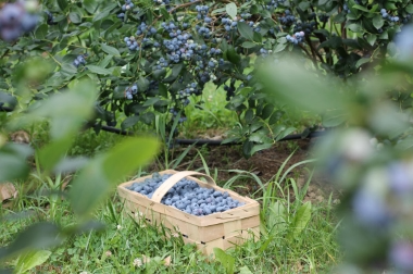 nursery material production and distribution Poland 9