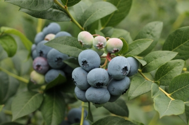 nursery material production and distribution Poland 10
