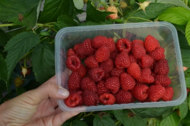 nursery material production and distribution Poland 12