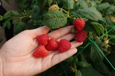 nursery material production and distribution Poland 13