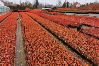 nursery material production and distribution Poland 16