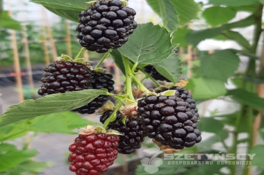 nursery material production and distribution Poland 18